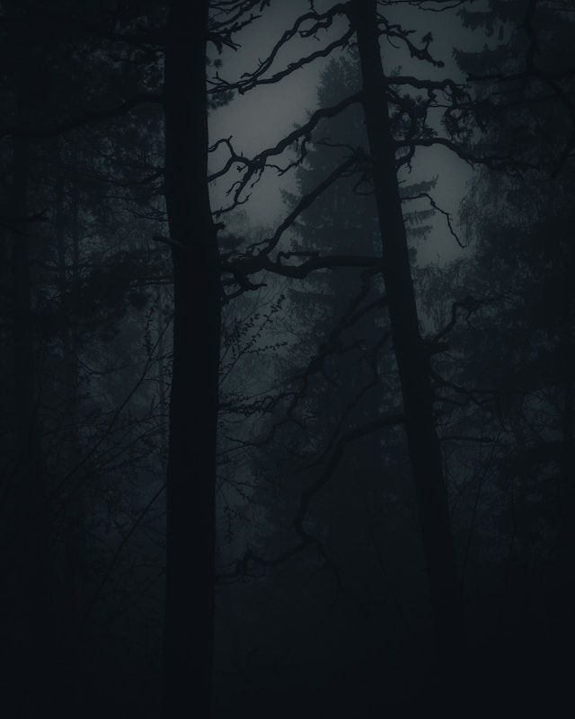 A dark forest